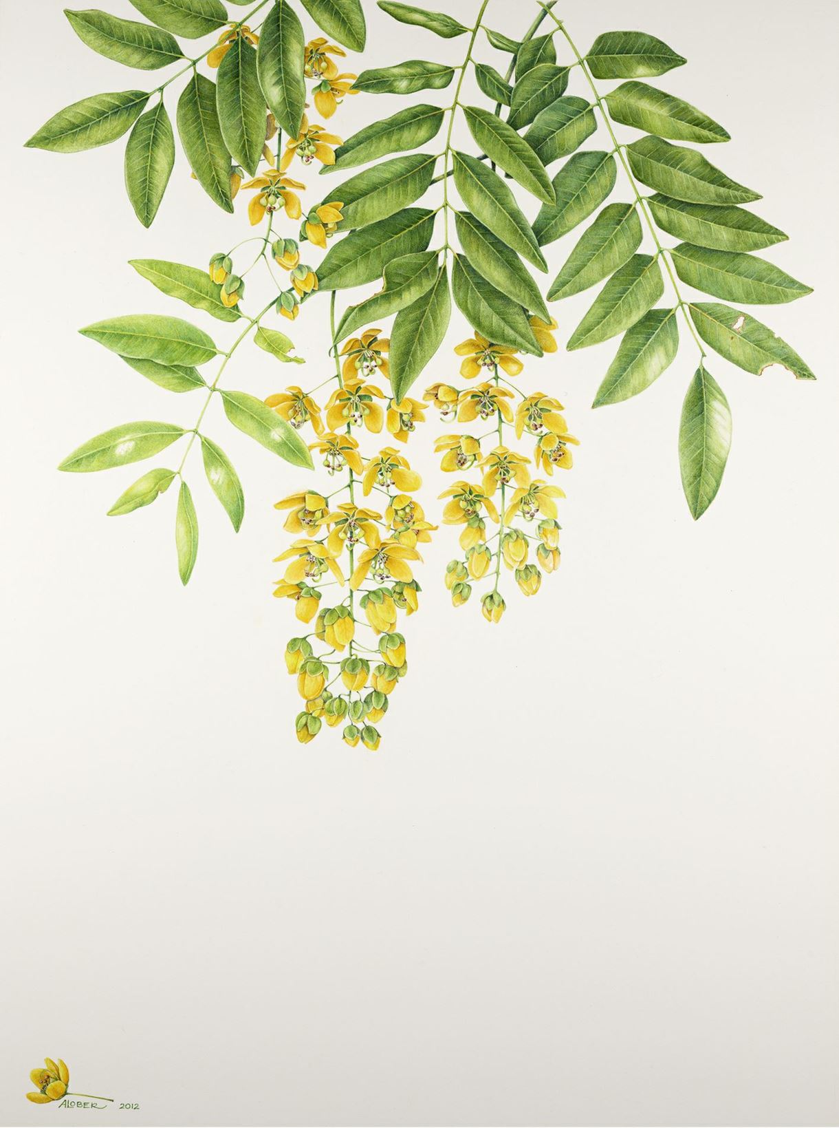 Cassia marksiana - Marks Cassia