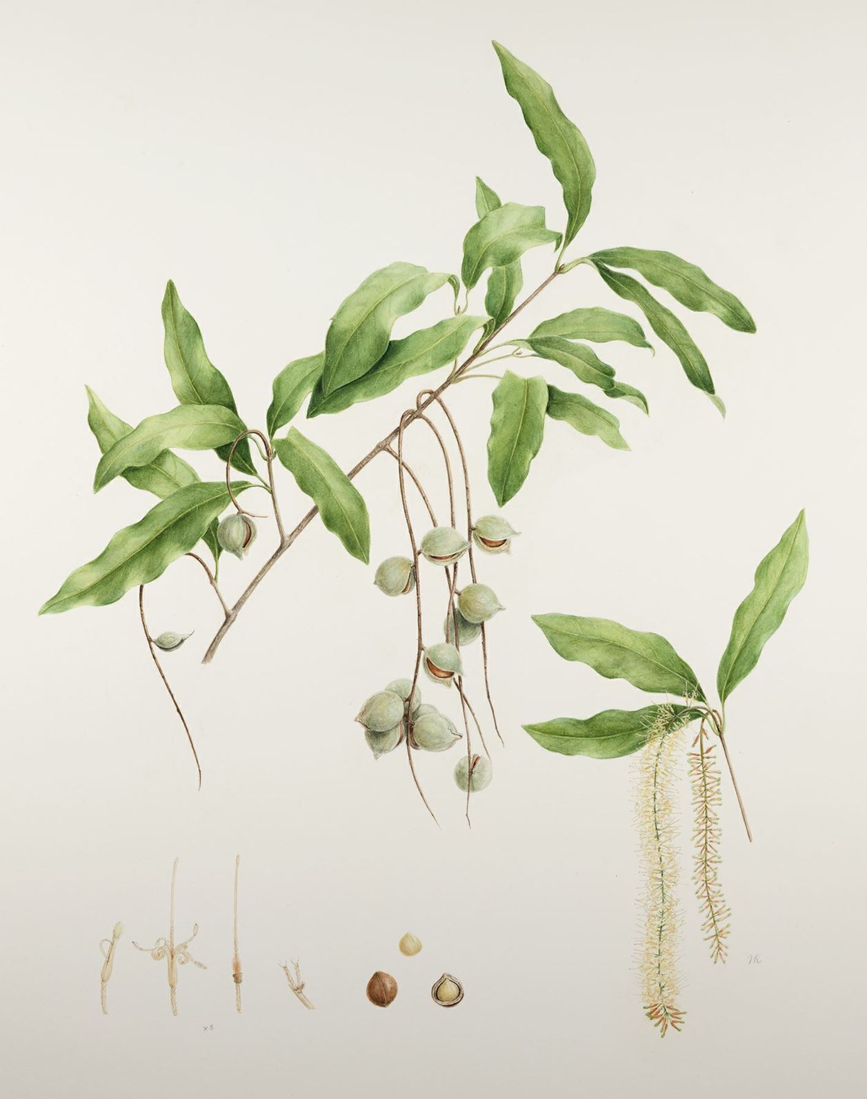 Macadamia jansenii - Bulberin Nut