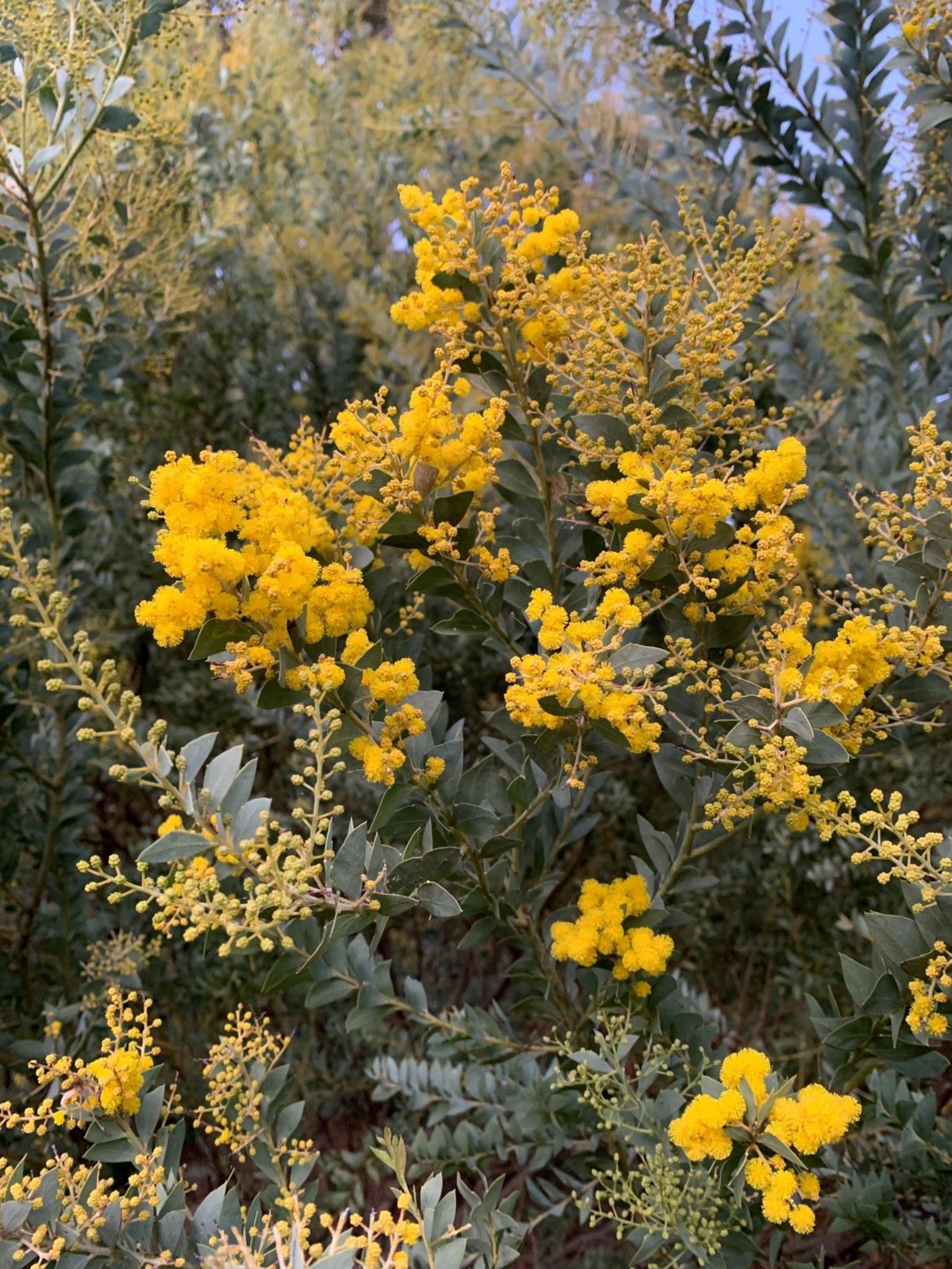 Acacia cultriformis - Knife-leaf Wattle, Dog-tooth Wattle, Half-moon Wattle, Golden Glow wattle