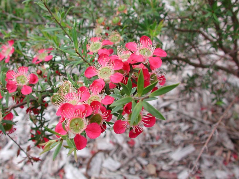 Leptospermum 'Outrageous'