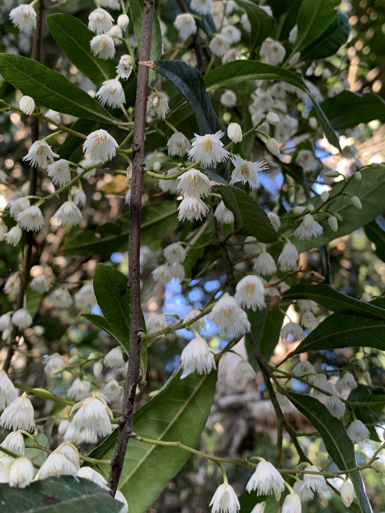 Elaeocarpus reticulatus - Blueberry Ash, Blueberry Ash, Ash Quandong, Blue Olive berry, Fairy Petticoats, Fringe Tree, Koda, Lily of the valley Tree, Scrub Ash