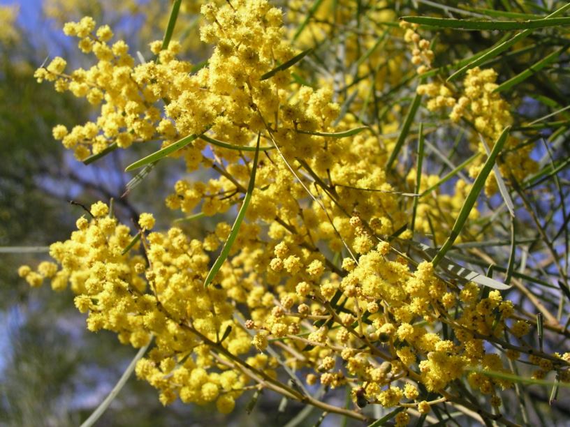 Acacia linearifolia - Narrow-Leaved Wattle