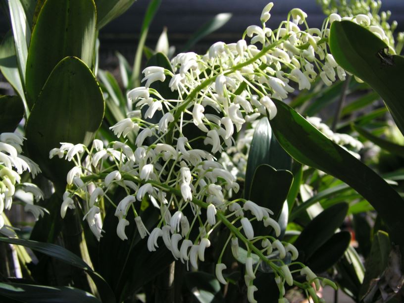 Dendrobium speciosum var. hillii - king orchid, Rock Lily, rock lily, tar-beri, Tar-Beri