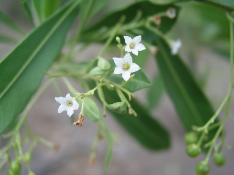 Duboisia myoporoides - corkwood, eye opening tree, poisonous corkwood, poison corkwood, yellow basswood