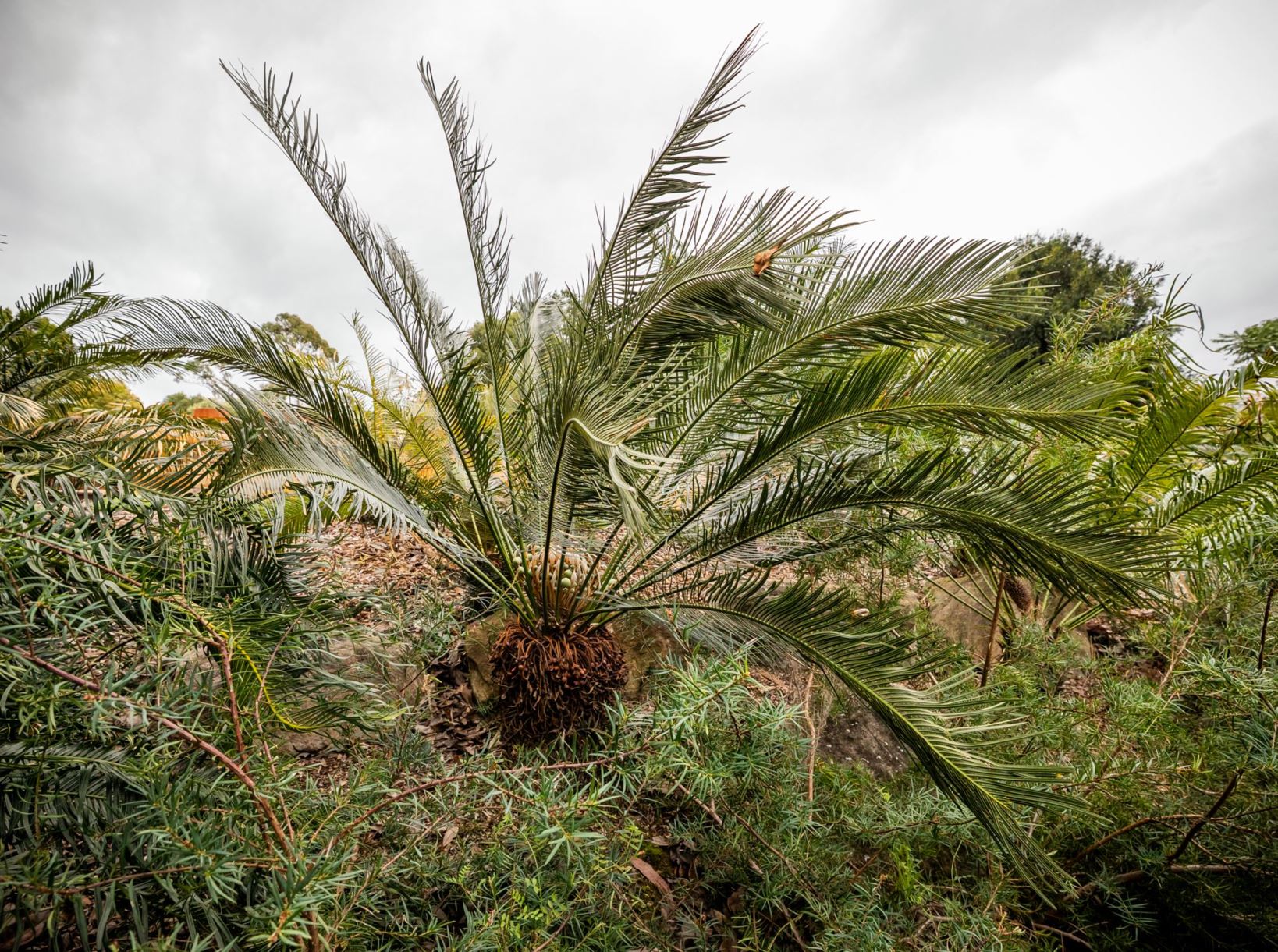Cycas media - Nut Palm