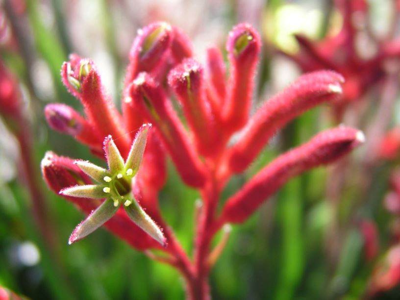 Anigozanthos 'Bush Inferno' - Kangaroo Paw