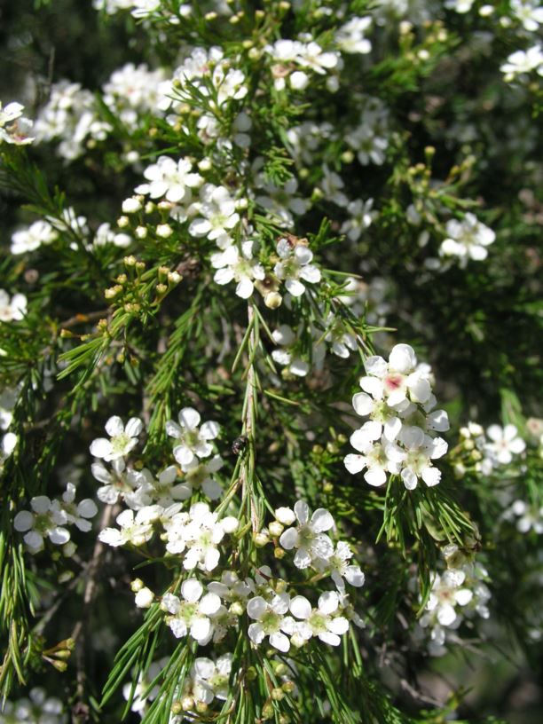 Baeckea linifolia - weeping baeckea