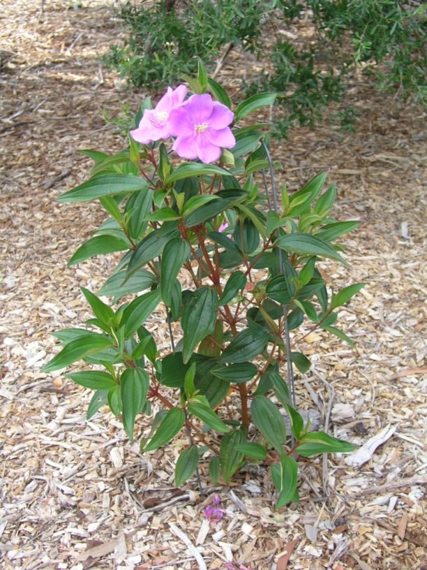 Melastoma malabathricum - Indian Rhododendron, Native Lasiandra