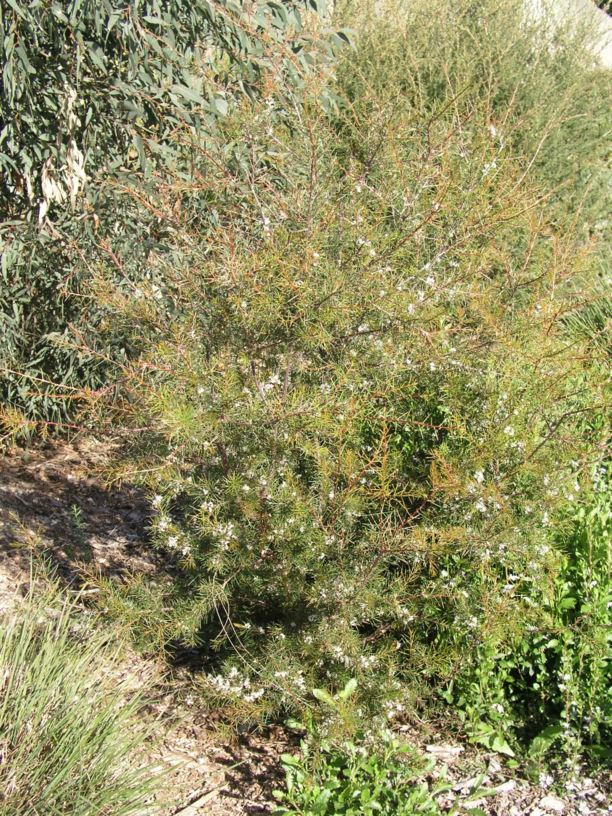 Hakea sericea - Needlebush