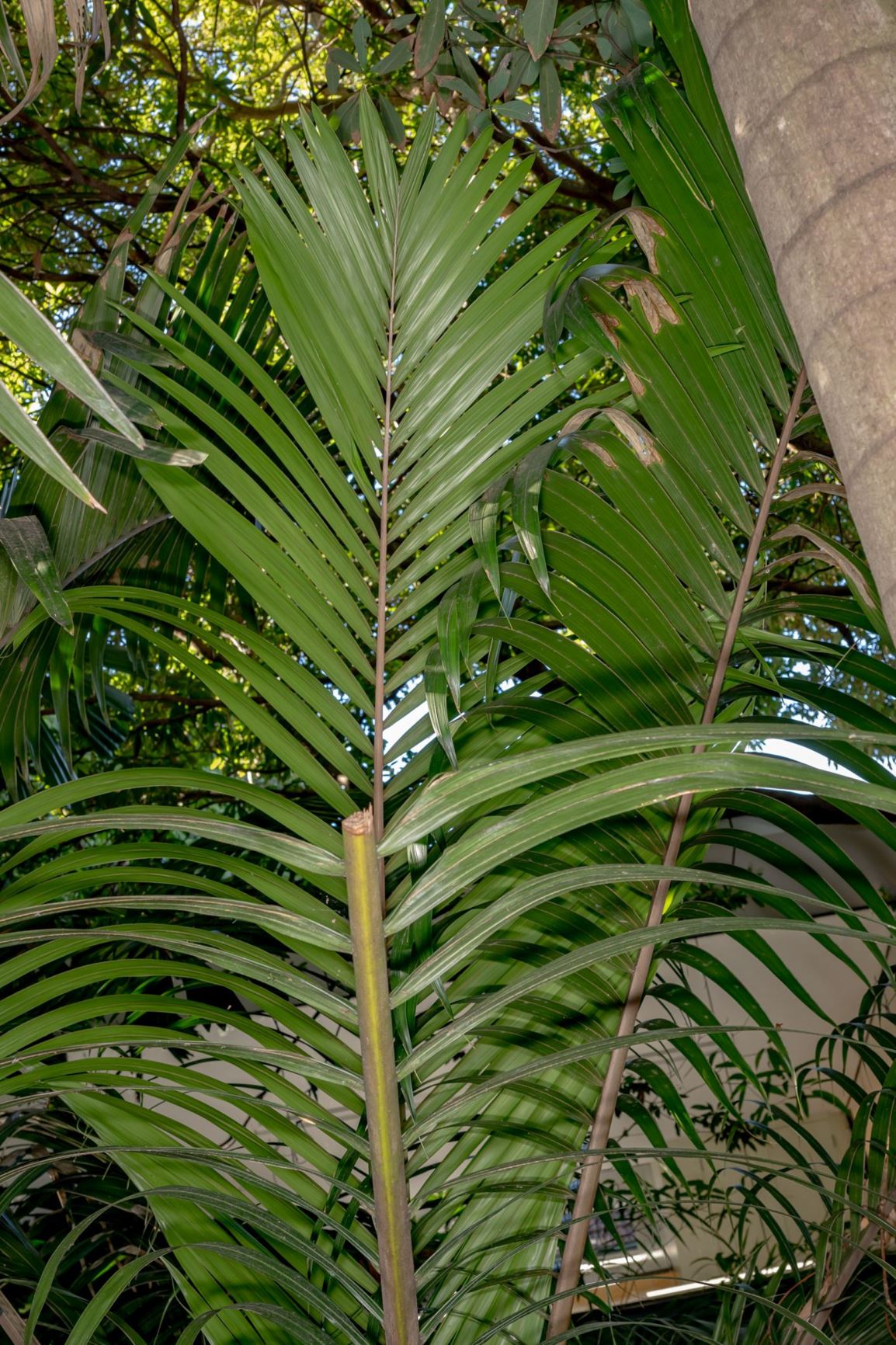 Rhopalostylis sapida - Nikau Palm, nikau, Feather Duster Palm