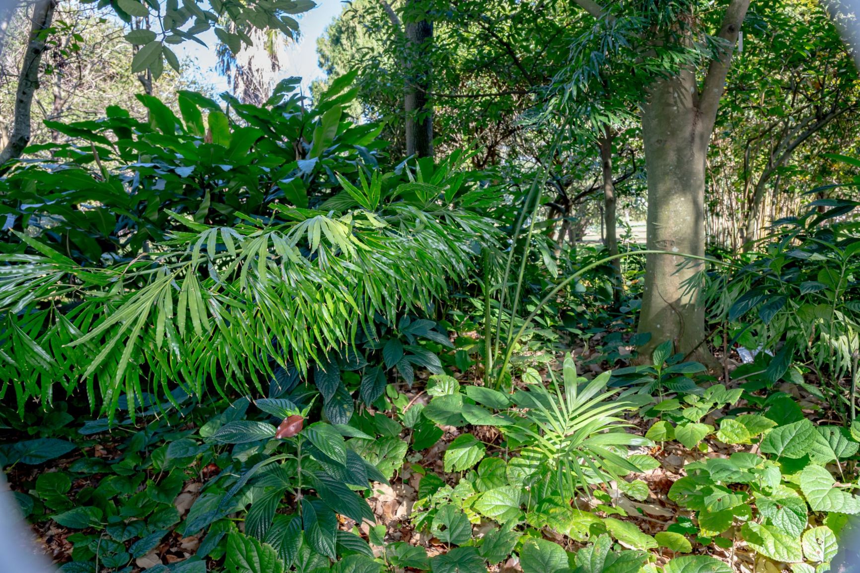 Cycas debaoensis - Debao Cycad