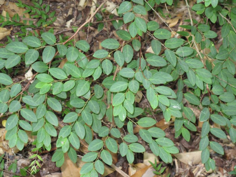 Breynia oblongifolia - Coffee Bush