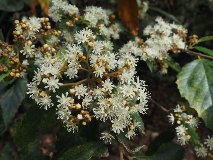 Commersonia fraseri - Brush Kurrajong