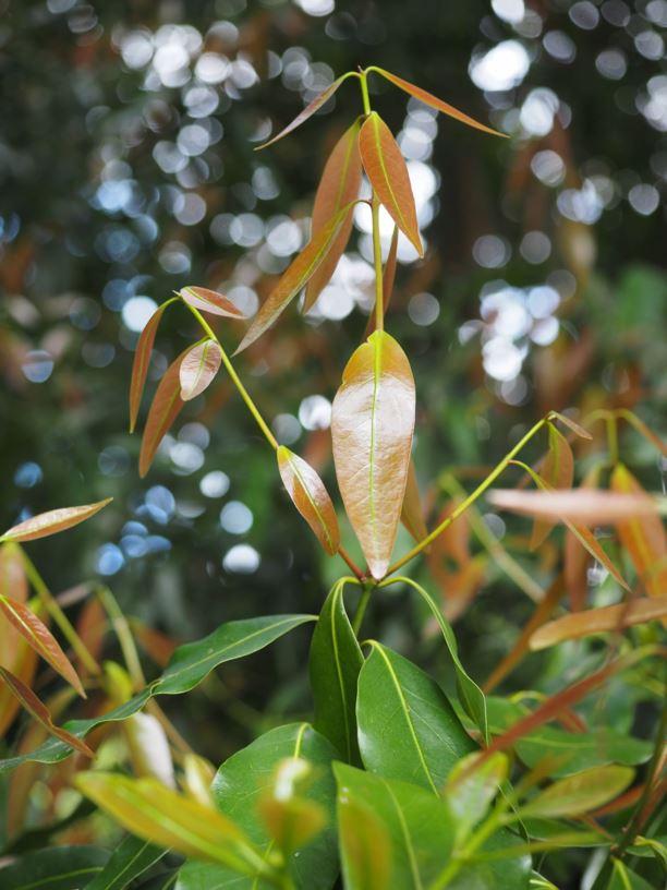 Cinnamomum oliveri - Oliver's sassafras