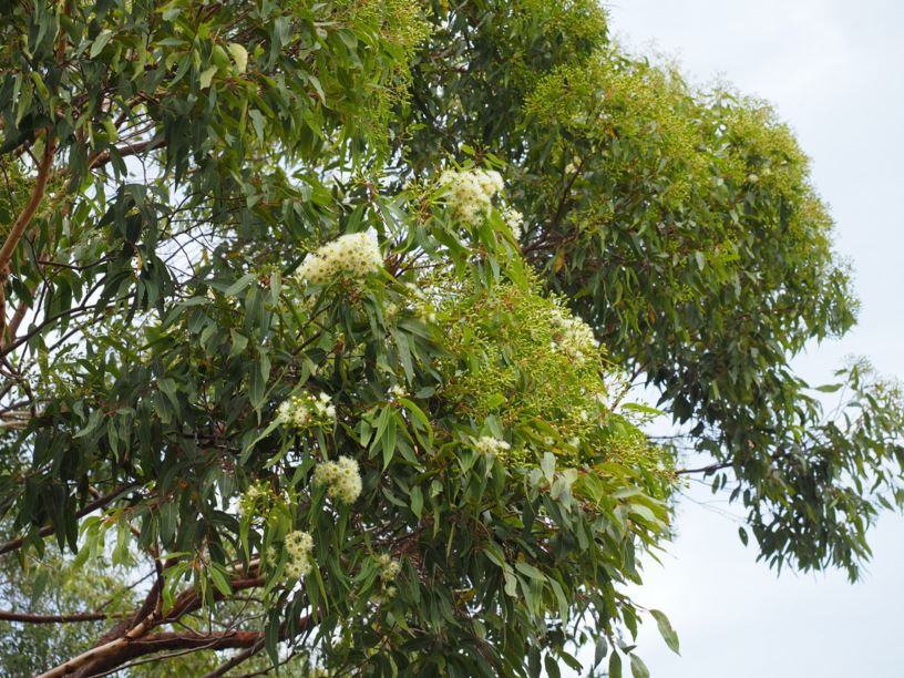 Corymbia gummifera - Red Bloodwood