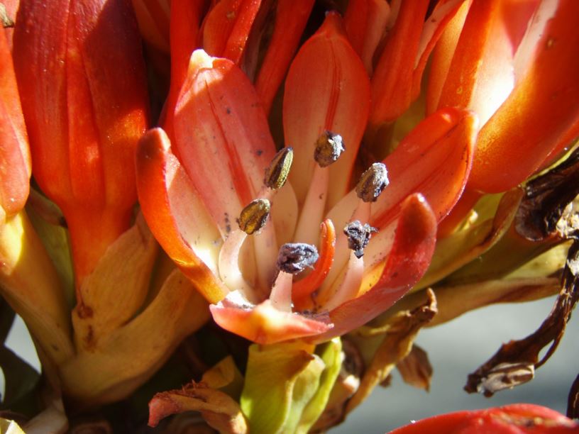 Doryanthes palmeri - Giant Spear Lily