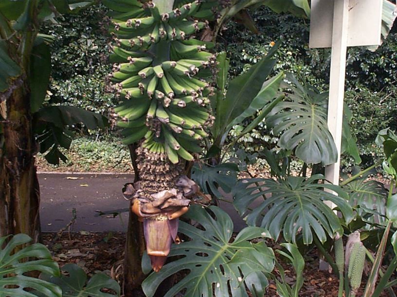 Musa acuminata Banana, Plantain Royal Botanic Garden Sydney