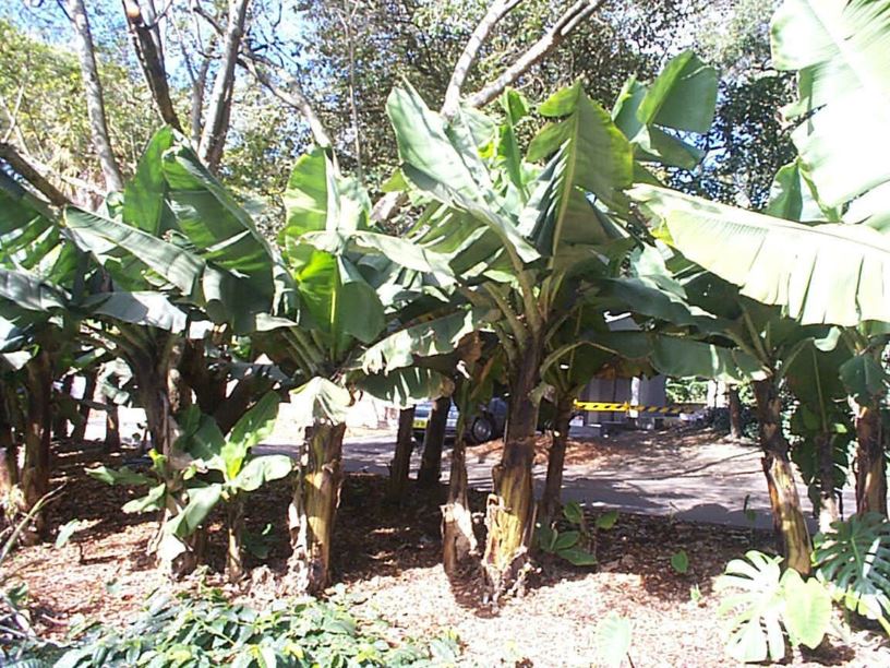 Musa acuminata Banana, Plantain Royal Botanic Garden Sydney