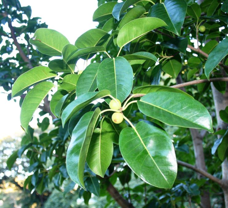 Ficus henneana - Deciduous Fig | Royal Botanic Garden Sydney