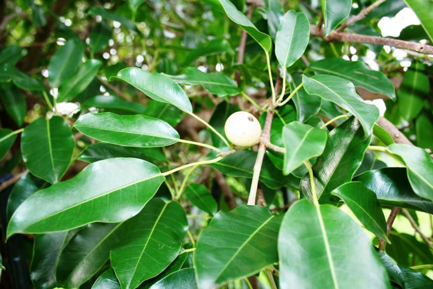 Ficus henneana Deciduous Fig Royal Botanic Garden Sydney