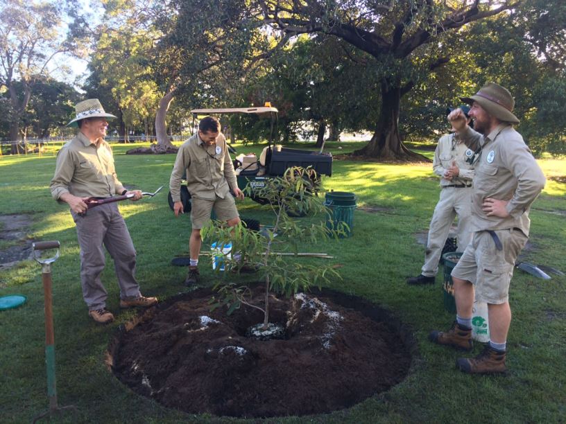 Angophora costata - Sydney Red Gum, Rusty Gum, Smooth-barked Apple