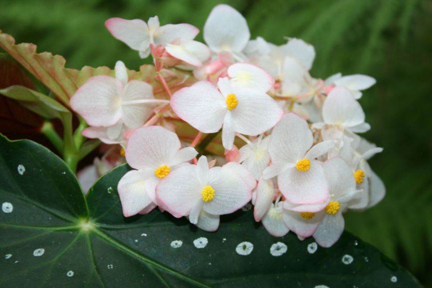 Begonia 'Flamingo Queen'