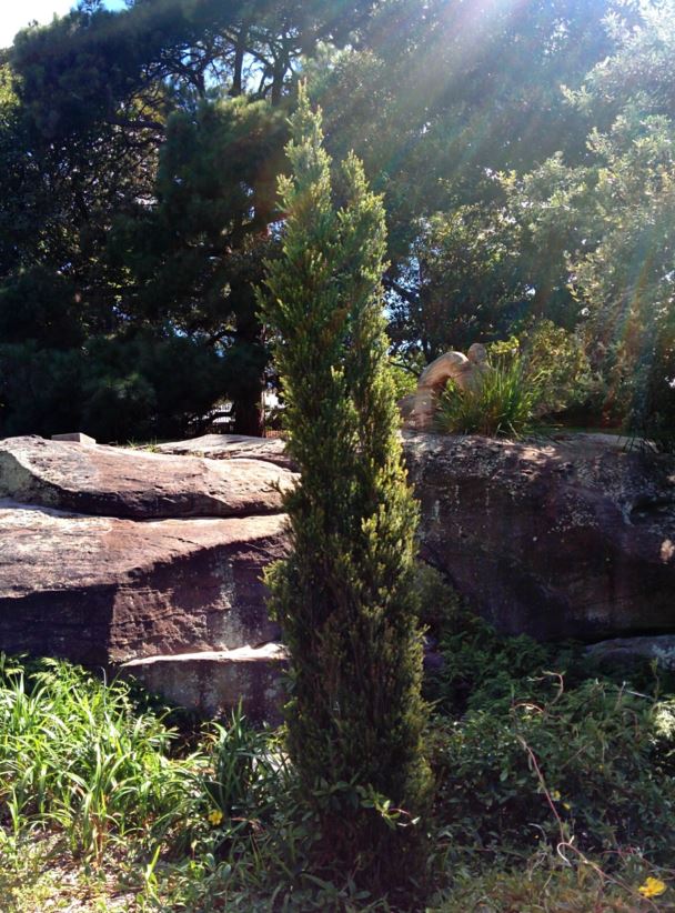 Melaleuca howeana - Tea Tree