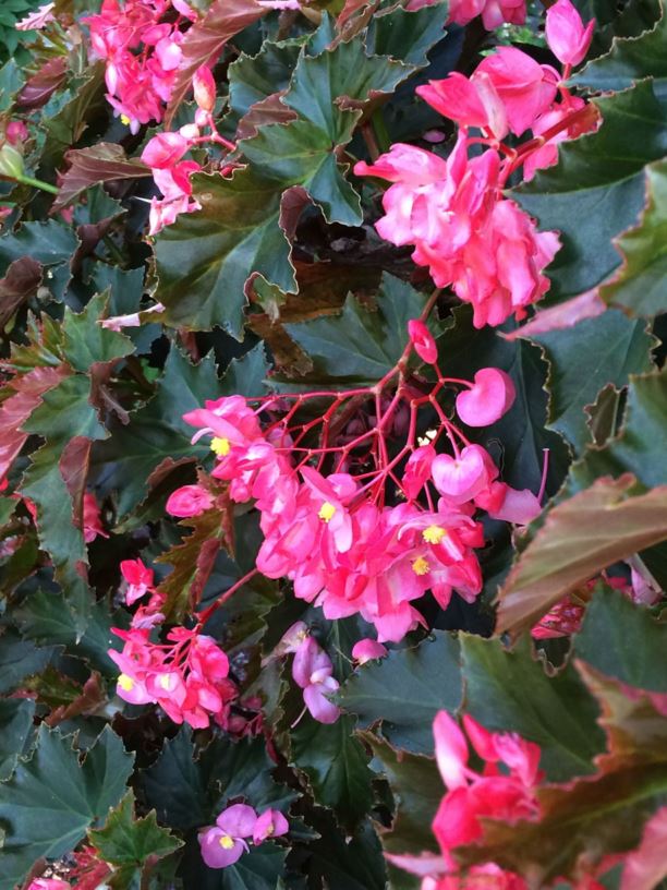 Begonia 'Irene Nuss' - Begonia | Royal Botanic Garden Sydney