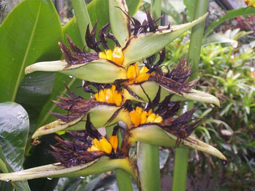 Heliconia papuana