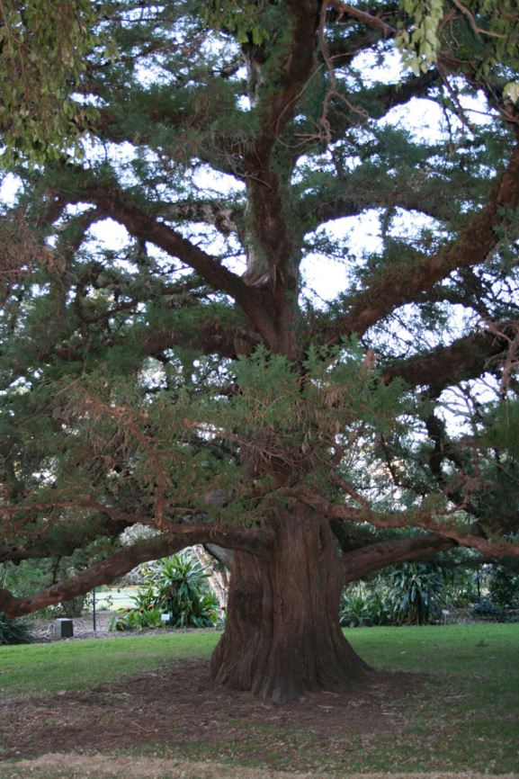 Juniperus bermudiana - Bermuda Cedar