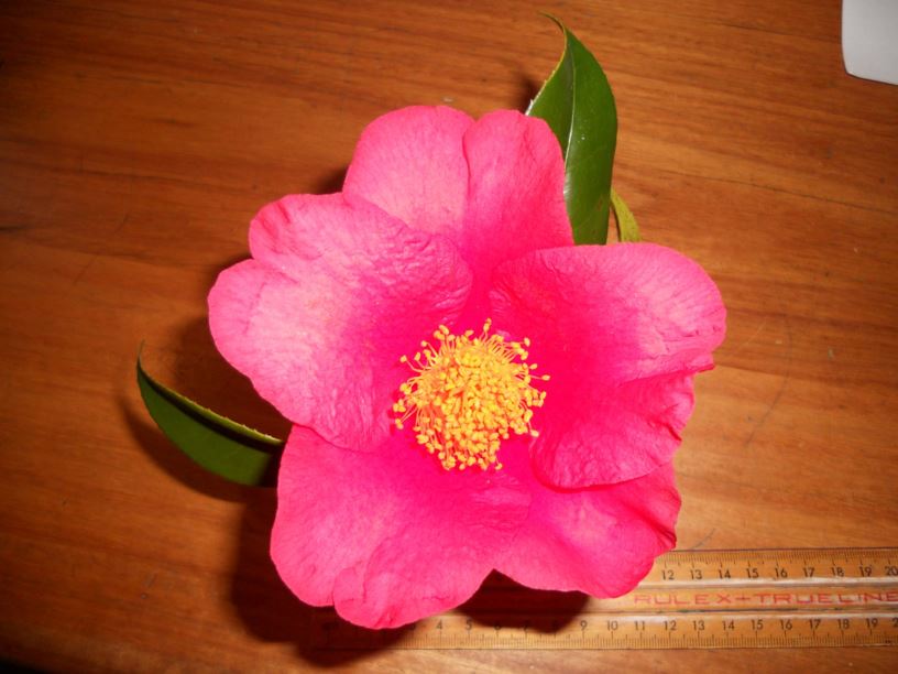 Camellia chekiangoleosa - zhe jiang shan cha