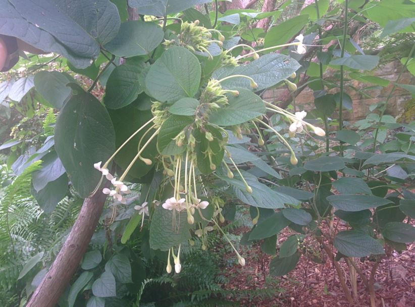 Clerodendrum rotundifolium