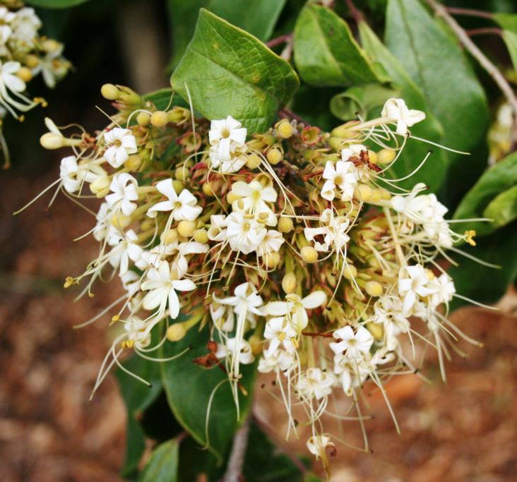 Clerodendrum tomentosum - Hairy Clerodendrum, Downy Chance Tree