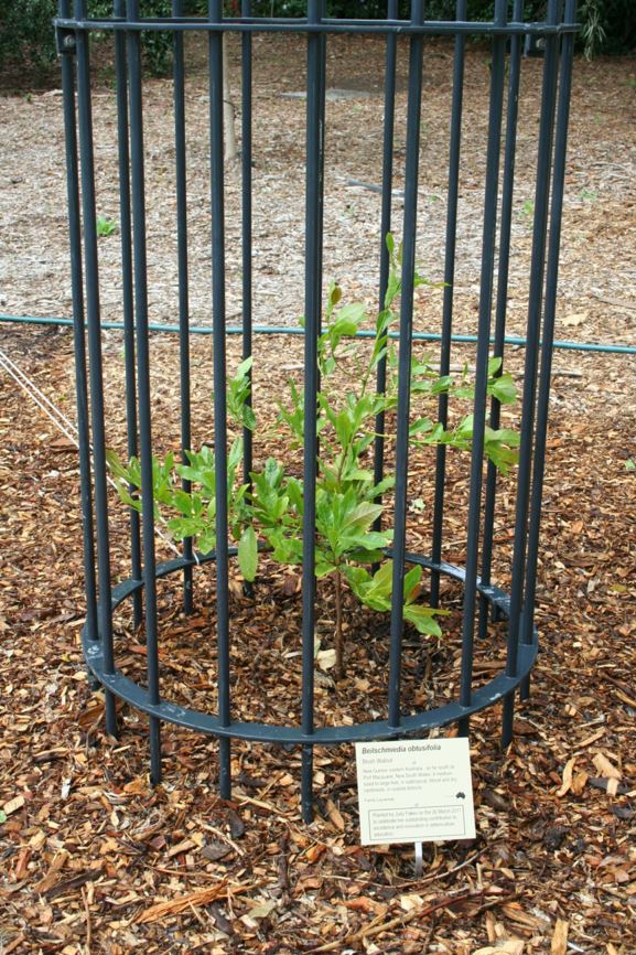 Beilschmiedia obtusifolia - Blush Walnut