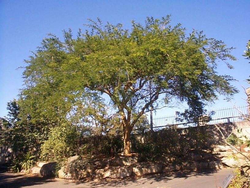 Vachellia sieberiana var. woodii - Paperbark Thorn, Papierbasdoring