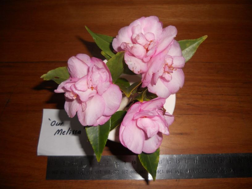 Camellia 'Our Melissa'