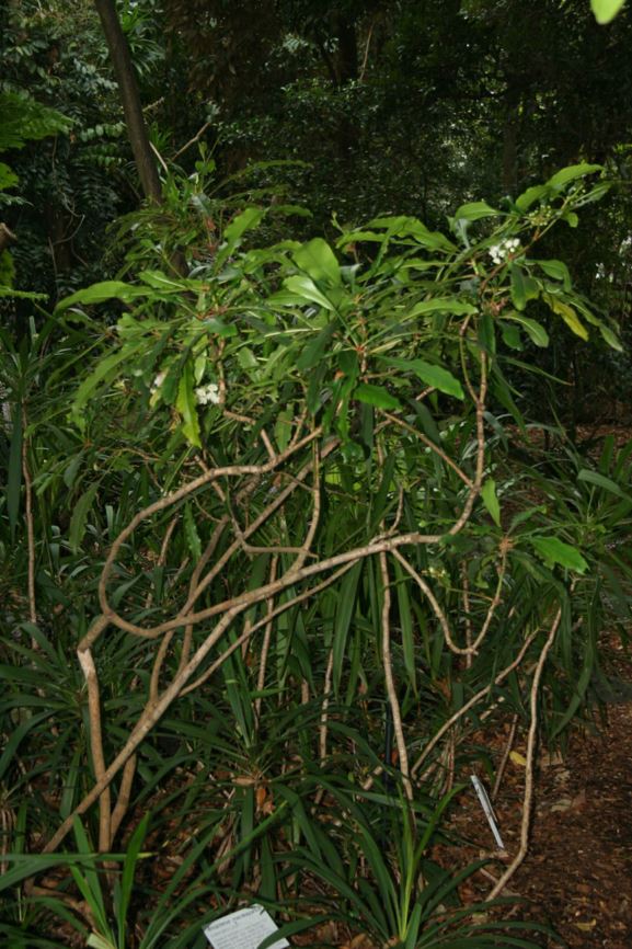 Anopterus macleayanus - Queensland Laurel