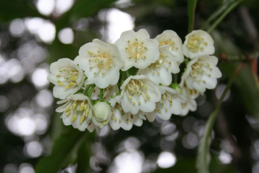 Anopterus macleayanus Queensland Laurel The Royal Botanic Garden Sydney