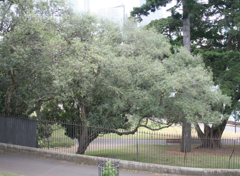 Olea europaea subsp. cuspidata - African Olive