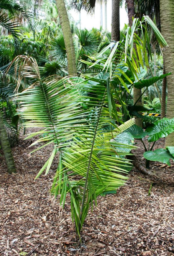 Attalea speciosa - babaçu, babassu palm   , cusí