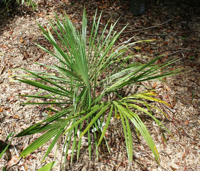 Beccariophoenix alfredii - High Plateau Coconut Palm