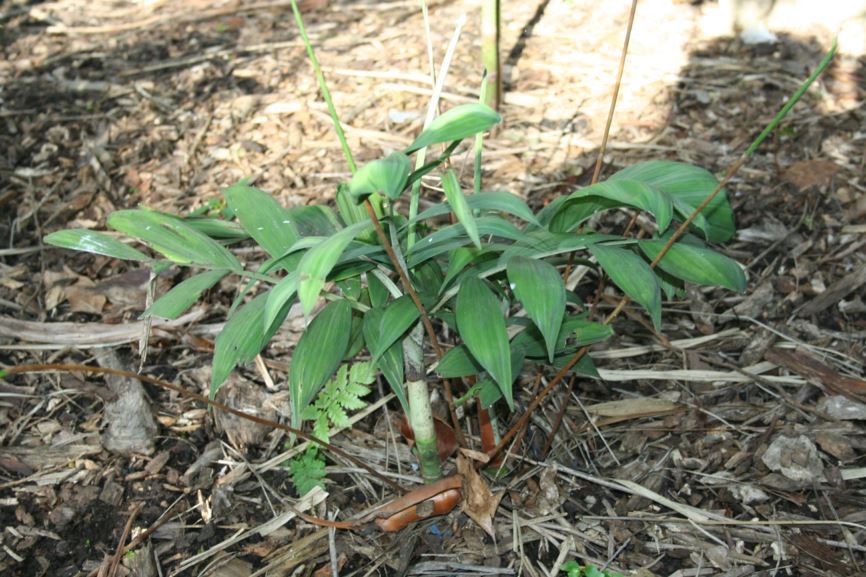 Chamaedorea adscendens - velvet palm