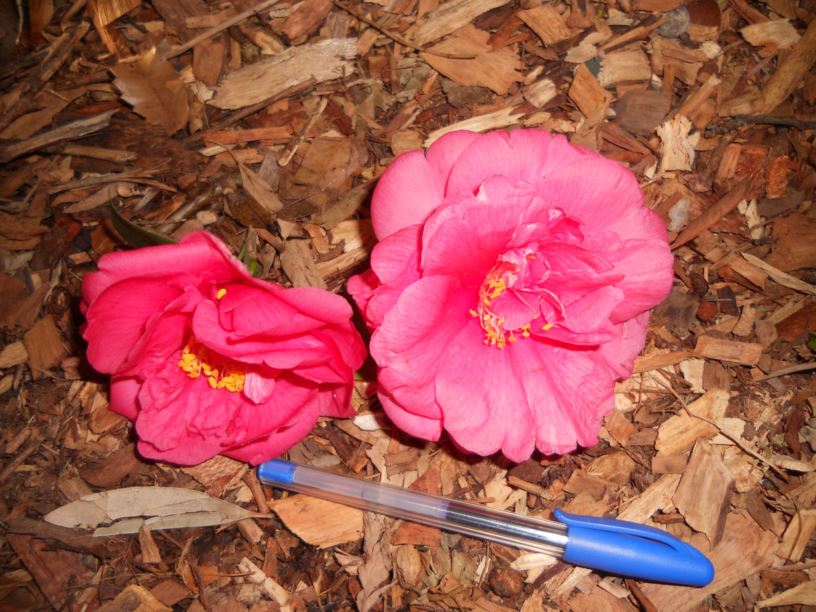 Camellia japonica 'Great Western'