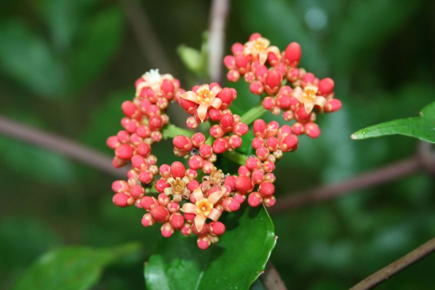 Leea guineensis - léia