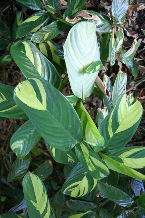 Ctenanthe lubbersiana - bamburanta