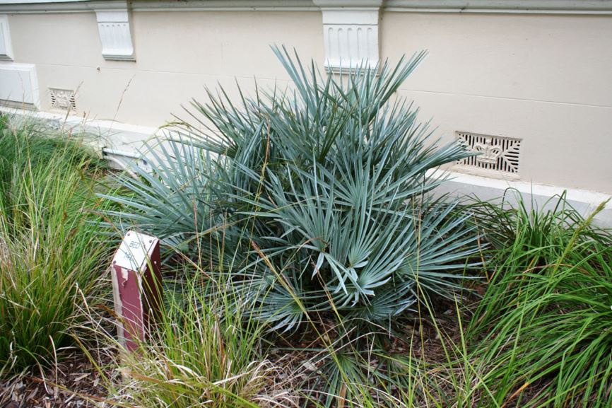 Chamaerops humilis var. argentea - Atlas Mountain Palm