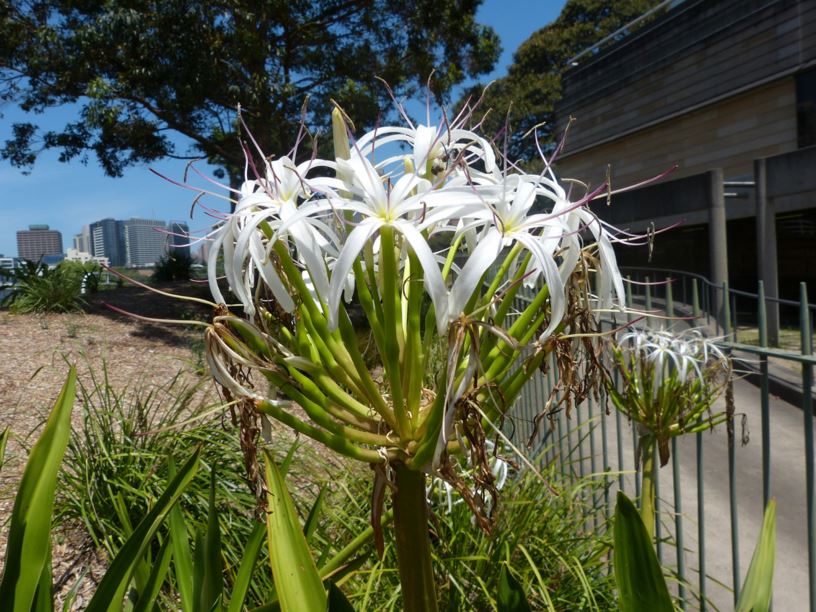 Crinum pedunculatum - Swamp Lily, River Lily, Stream Lily