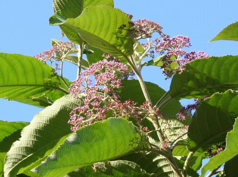 Callicarpa macrophylla