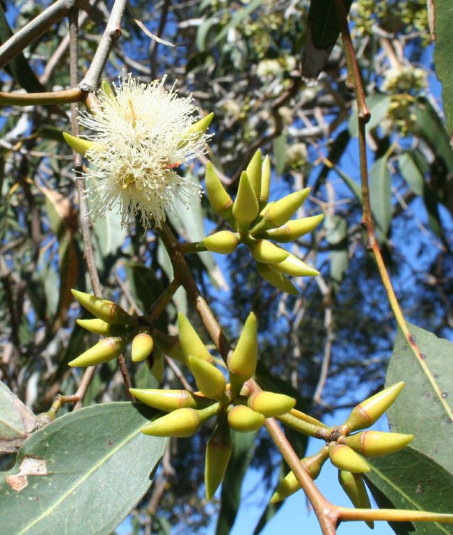 Eucalyptus amplifolia - Cabbage Gum | Royal Botanic Garden Sydney