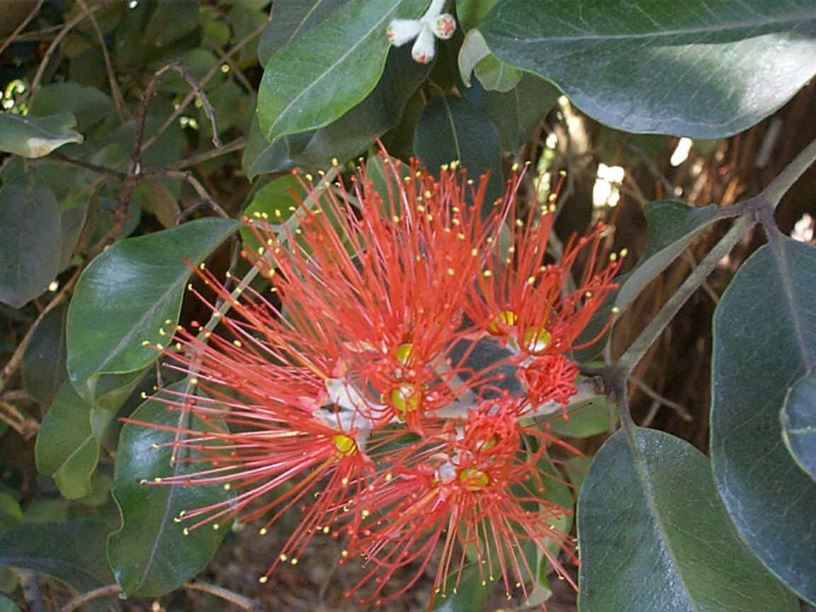 Metrosideros kermadecensis - Kermadec Pohutukawa